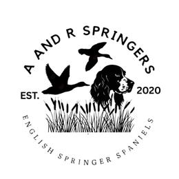 Teal - Tri-Roan female English Springer Spaniel puppy in Braidwood, Illinois from A & R Springers