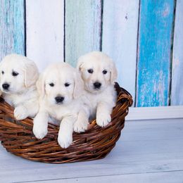 Golden Retriever Puppies from Hat Creek Goldens