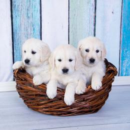 Golden Retriever Puppies from Hat Creek Goldens