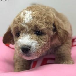 Gucci - Cream female Goldendoodle puppy in Danville, Virginia from Stella’s Stunning Goldendoodles of VA