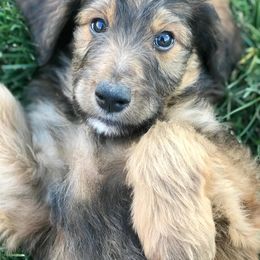 Aussiedoodle and Bernedoodle Puppies from Deer Canyon Family Doodles
