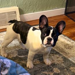 French Bulldog puppies from Sugarloaf French bulldogs and Australian cattle dogs