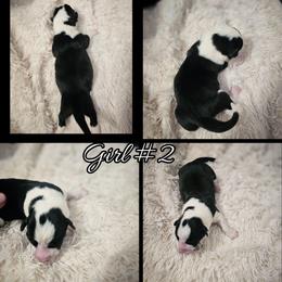 Girl 2 - Black and white female Cardigan Welsh Corgi puppy in Natchitoches. La, Louisiana from Bleu Bayou Corgis