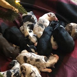 Australian Shepherd Puppies from Coleman's Natural Bridge Aussies