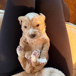 Amelia - Brown and white female Bernedoodle puppy in Yuba City, California from Ranch House Doodles