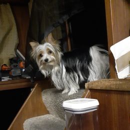 Osha - Yorkshire Terrier