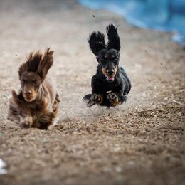 Dachshund All Grown Up from PriMar Miniature Longhaired Dachshunds