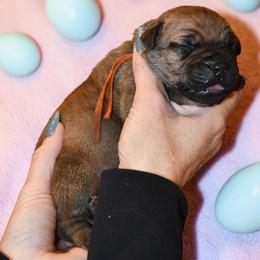 Crown (Orange) - Fawn female Boerboel puppy in Delta, Colorado from SATA Kennels
