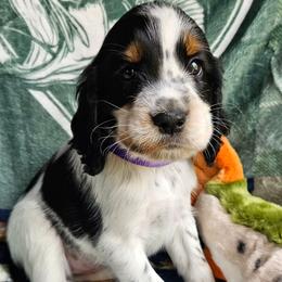 Keeper - Black white and tan female English Springer Spaniel puppy in Grant, Michigan from Bedell's Riverdog Run