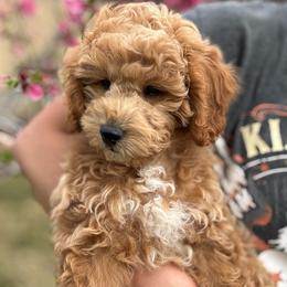 Greg - Apricot male Goldendoodle puppy in Herriman, Utah from Gypsi Doodles & Poodles LLC.