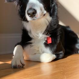Border Collie Puppies from Ferguson Border Collies