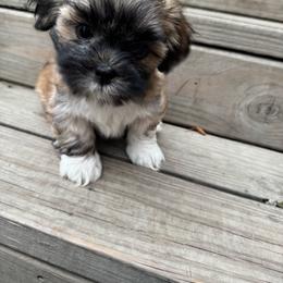 Honey - Cream female Lhasa Apso puppy in Snover, Michigan from Lhasa Fur Life
