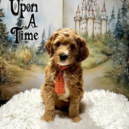 Turk - Apricot male Goldendoodle puppy in Stroudsburg, Pennsylvania from Momma’s Mini Goldendoodles