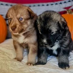 Native American Indian Dog Puppies from Turtle Island NAIDs