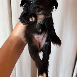 DaoDog Odile Happyend - Black female Chinese Crested puppy in Highland Park, Michigan from Family Kennel Dao Dog