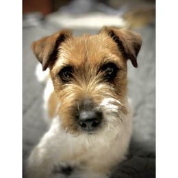 Stormy - Russell Terrier