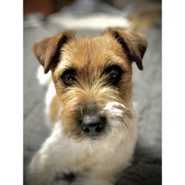 Stormy - Russell Terrier