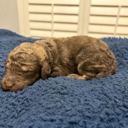 Koda - Phantom male Poodle puppy in Spring, Texas from Sterling Star Doodles
