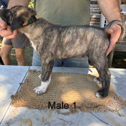 Boy 1 - Brindle male Anatolian Shepherd Dog puppy in Daggett, Michigan from T&S Anatolians