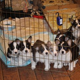 American Corgi Puppies from Southern Tastes American Corgis