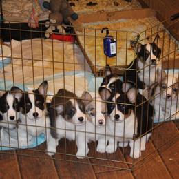 American Corgi Puppies from Southern Tastes American Corgis