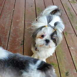Piper - Shih Tzu