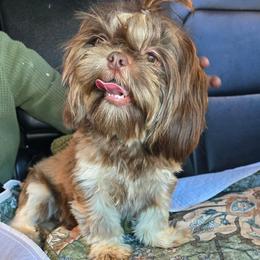 Bill - Shih Tzu