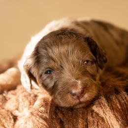 Spritz - Trained Puppy - Chocolate merle female Bernedoodle puppy in Youngstown, Florida from Wonderland’s Boujie Kennels
