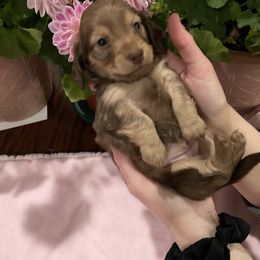 Girl  1 - Sable female Dachshund puppy in Colorado Springs, Colorado, Colorado from Dollhouse Miniature Dachshunds