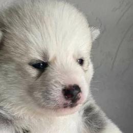 Pomeranians and Pomskies from SelfiePoms