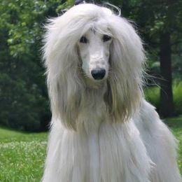 Kiss - Afghan Hound