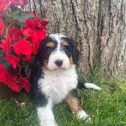 Teal Collar - Tri-color female Bernedoodle puppy in Mc Henry, Maryland from TLC by the Lake Standard Poodle and Doodles
