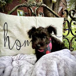 Miniature Schnauzer Puppies from Sophie’s Choice Puppies