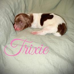 Trixie - Piebald female Dachshund puppy in Paso Robles, California from Drift & Dash Dachshunds