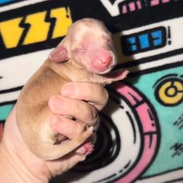 Corbin - Cream male Dachshund puppy in Tulsa, Oklahoma from K4 Doxies