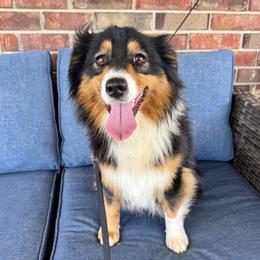 Maggie - Black tri female Miniature American Shepherd puppy in Ash Grove, Missouri from 3 Barrels Farms, LLC