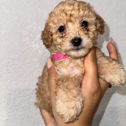 Poodle and Yorkshire Terrier Puppies from Cotton Furbabies