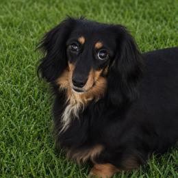 Harper - Dachshund
