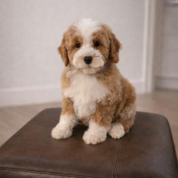 Chip - Red male Cavapoo puppy in Floyd, Virginia from Hearts and Paws Poodles and Doodles
