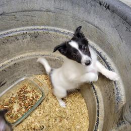 Denali - White and black female Shetland Sheepdog puppy in Kaycee, Wyoming from Heavenly Shelties