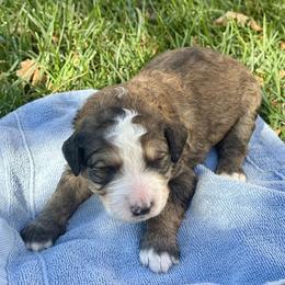 Poe - Brown and white male Bernedoodle puppy in Springville, Utah from Oodles of Bernedoodles