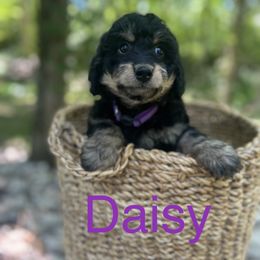 Bernedoodle Puppies from Cobble Creek Puppies