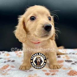 Parker - Cream male Dachshund puppy in Houston, Texas from Texas Regal Dachshunds LLC