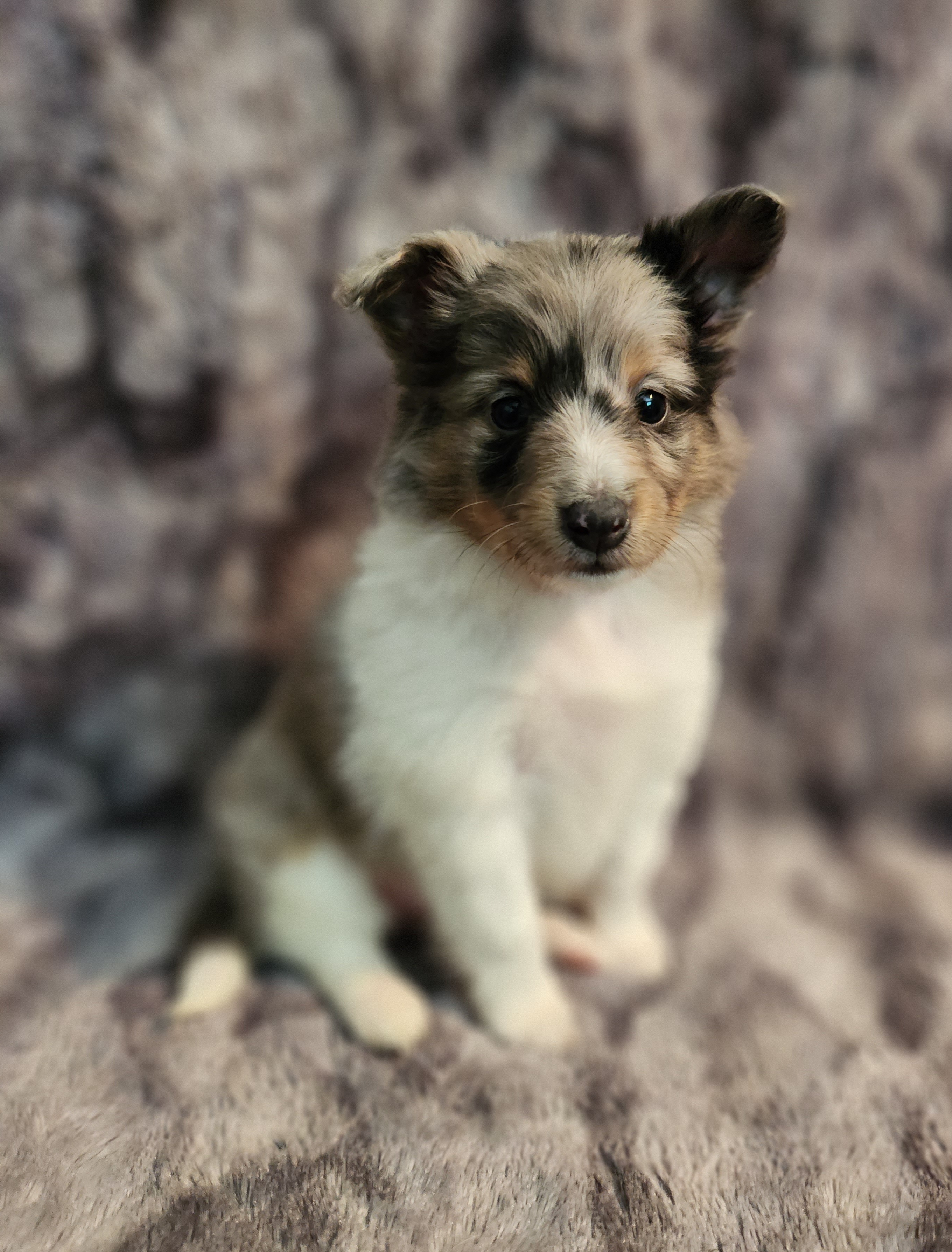 Shetland Sheepdog Puppies from Hope's Heart Shelties