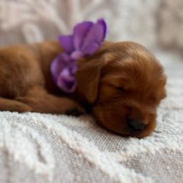 Grape - Dark golden female Golden Retriever puppy in Moses Lake, Washington from Dune Lakes Goldens