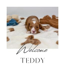 Teddy - Red  male Goldendoodle puppy in New Harmony, Indiana from Cottonwood Farms