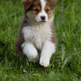 Ruby - Red tri-color Australian Shepherd puppy in Croswell, Michigan from Platinum Edition Australian Shepherds