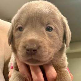 Pink- Silver Female - Silver female Dilute Retriever puppy in Marion, Illinois from Summer Lovin’ Labradors of Southern Illinois