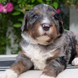 Magnolia - Merle female Bernedoodle puppy in Folsom, Louisiana from DoodlesFarmCo
