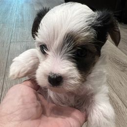 Yorkshire Terrier Puppies from Shayle's Yorkie Pups